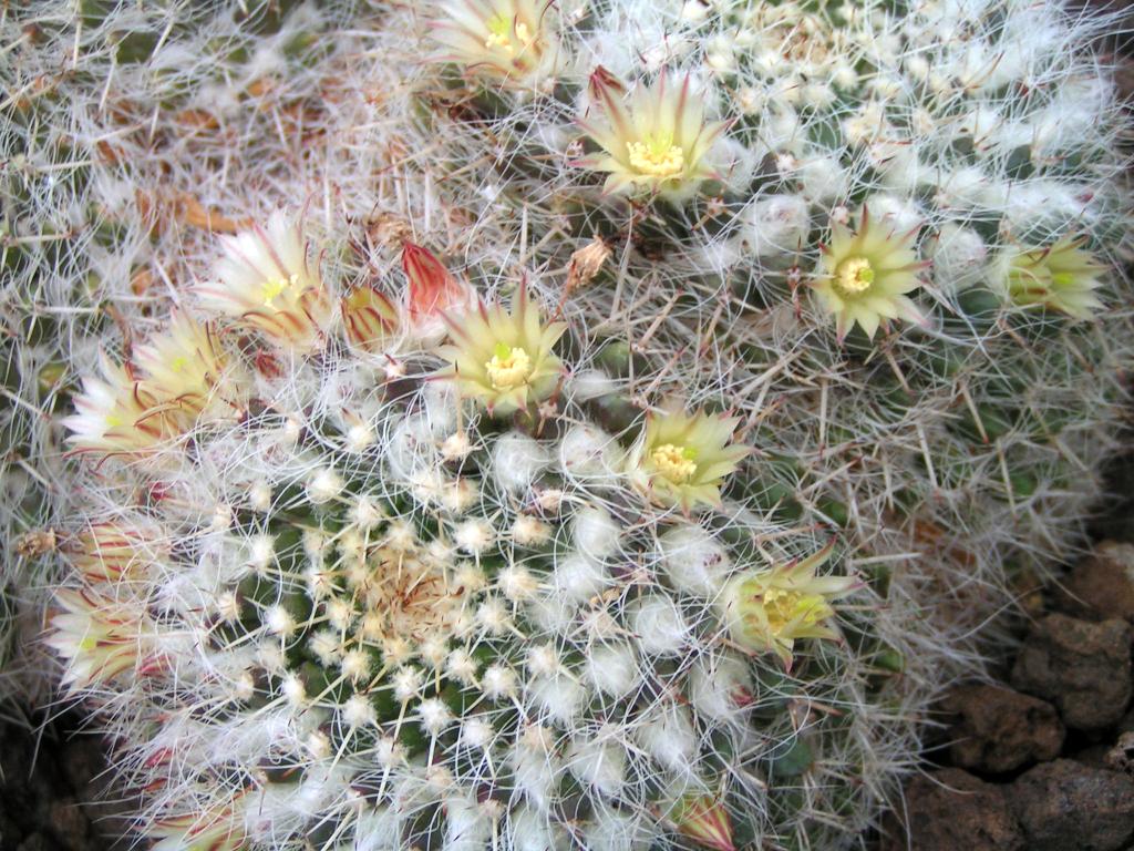 Mammillaria nejapensis